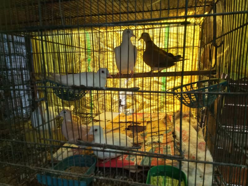 doves 4