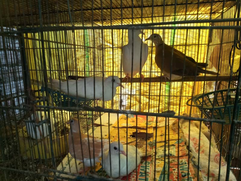 doves 5