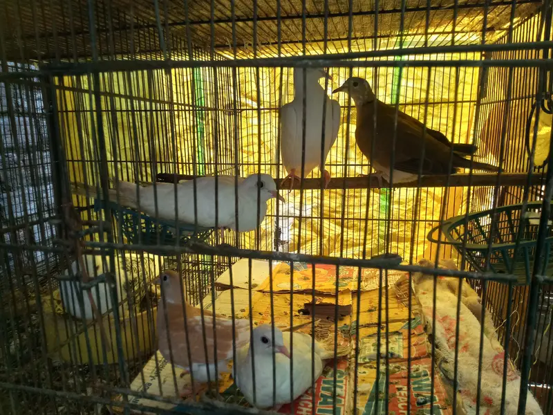 doves — photo 6