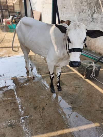 arjant for sale in lalkuurti Rawalpindi