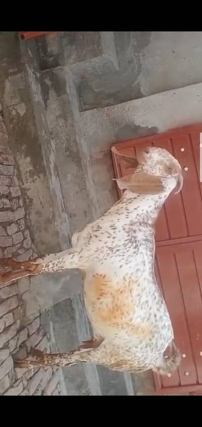 Goat For Sale