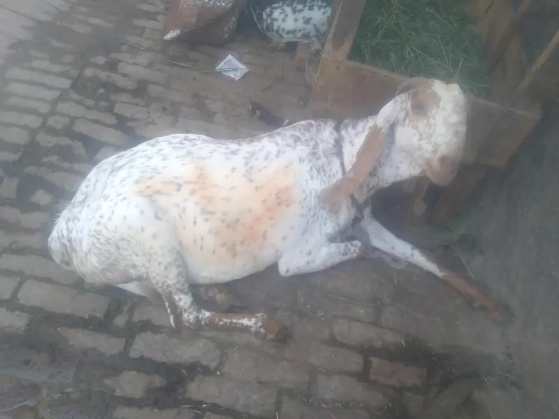 Goat For Sale — photo 2