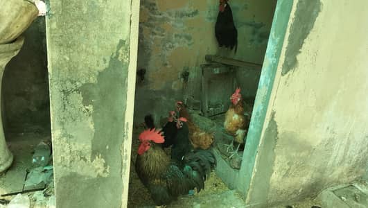 desi hens male female