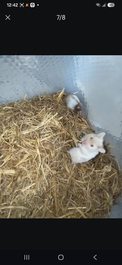 hamsters