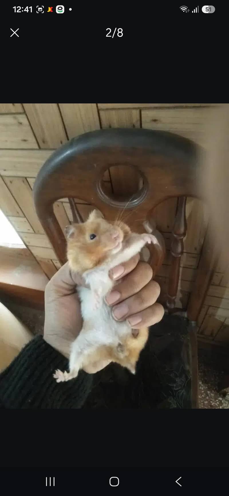 hamsters 1