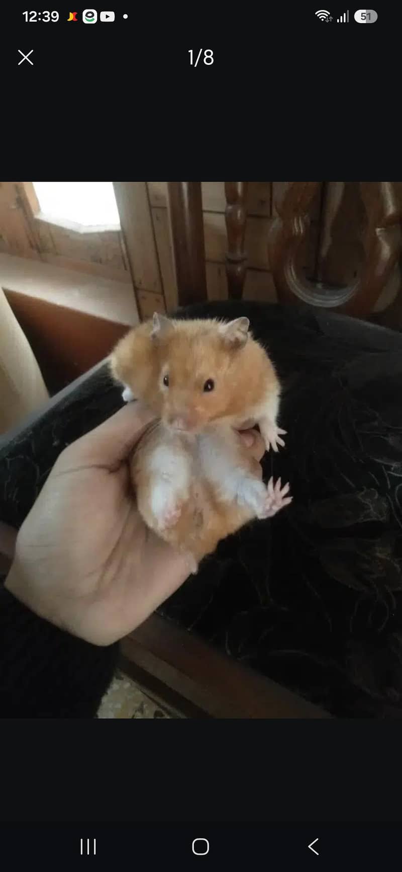 hamsters 2