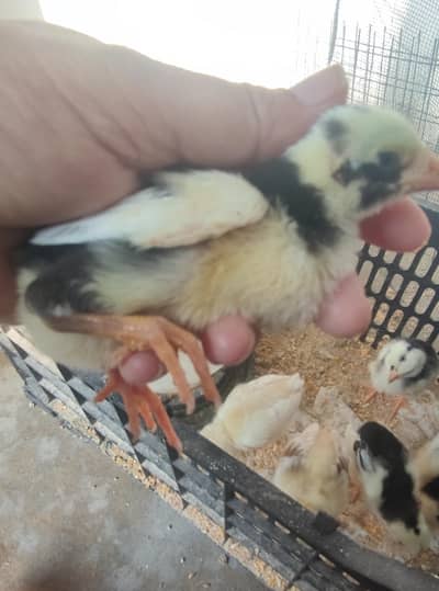 lasani. for sale