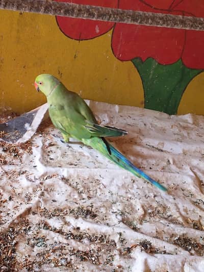 green parrot