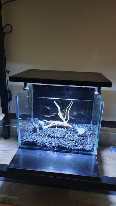 Fish aquarium