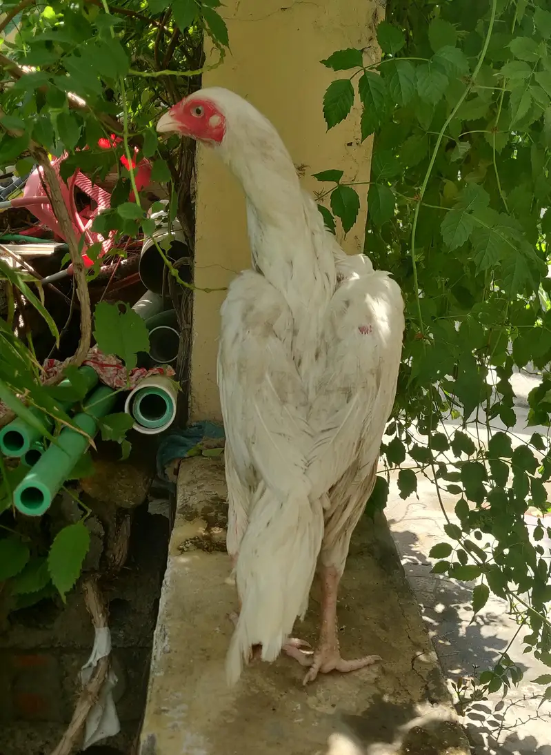QUALITY ASEEL MADI — photo 3