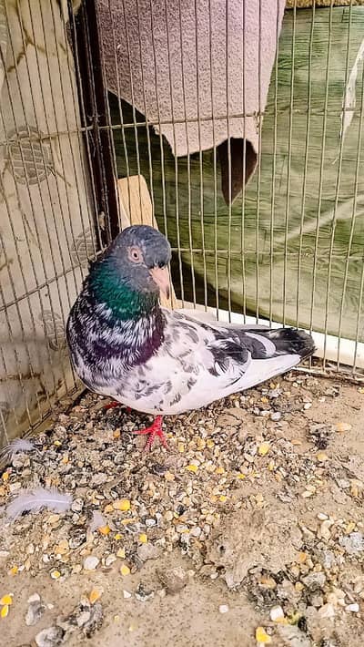 Pigeon kabli female