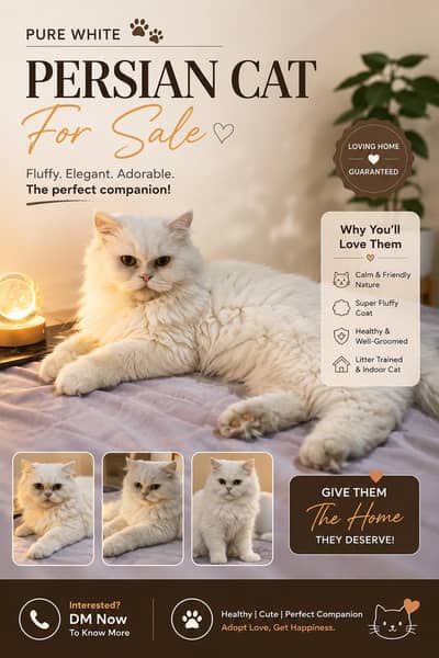 cat is for sale