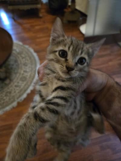1 mother cat and 4 kittens for sale