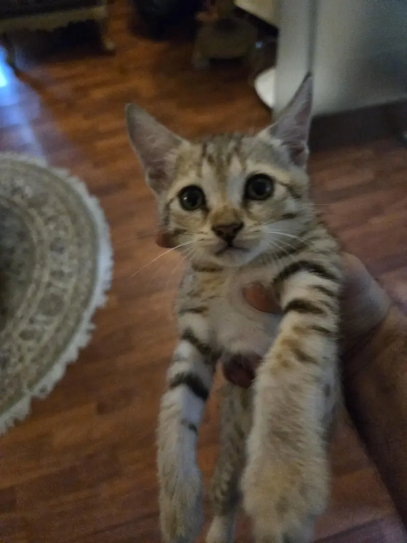 1 mother cat and 4 kittens for sale — photo 2
