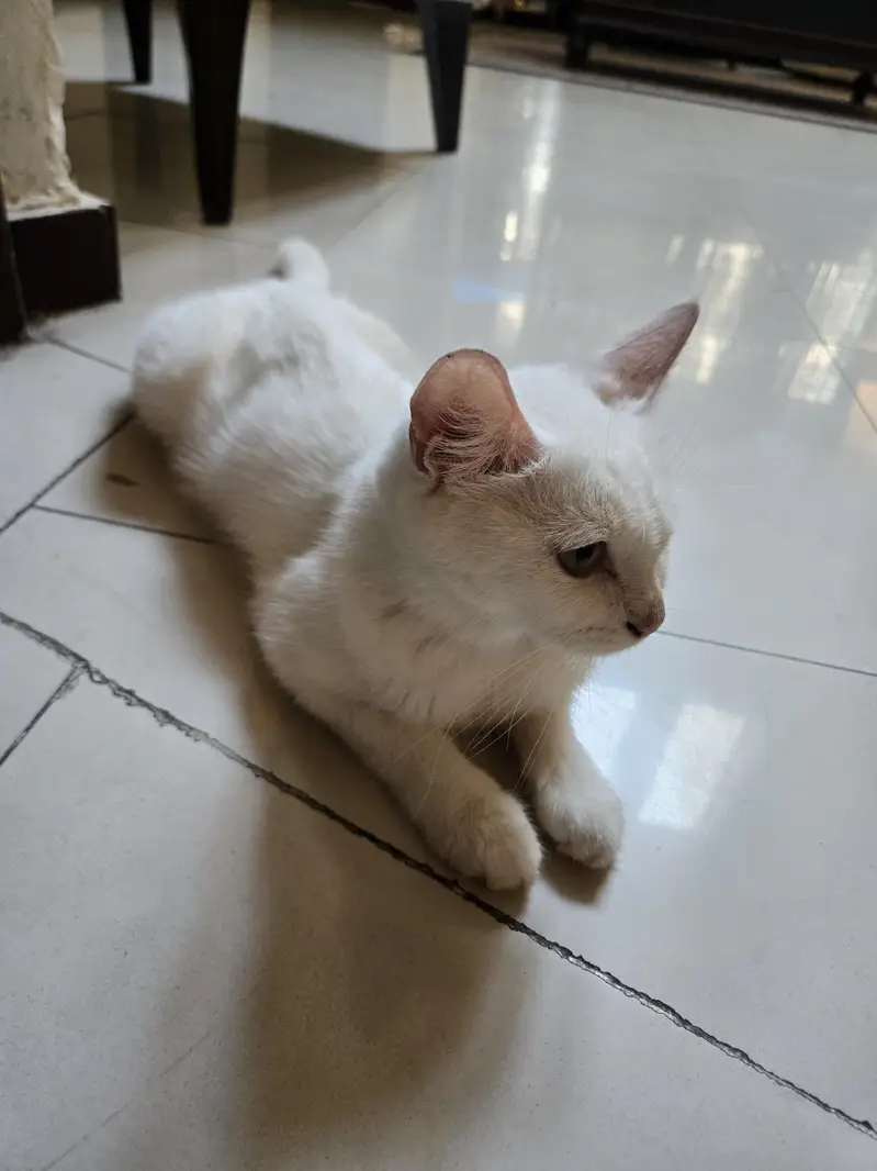 1 mother cat and 4 kittens for sale — photo 3