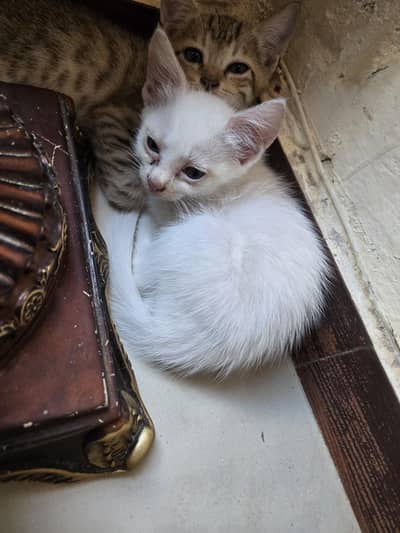 1 mother cat and 4 kittens for sale