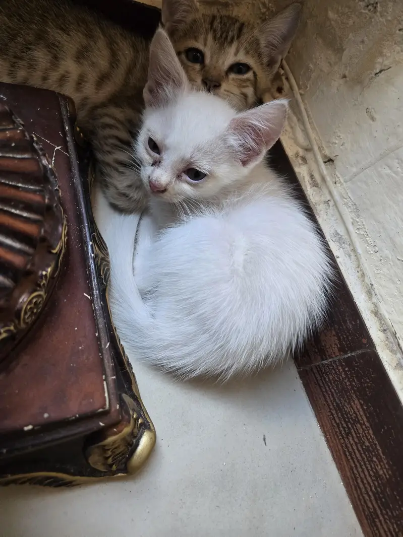 1 mother cat and 4 kittens for sale — photo 4