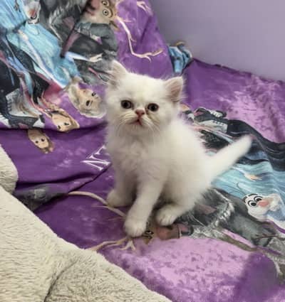 Persian white punch face kitten for sale