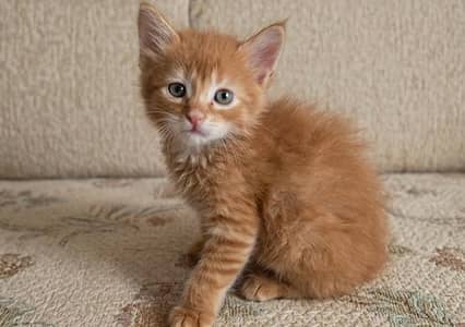 Brown Persian kittens ( male/female )