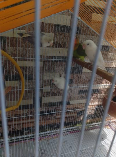 love birds