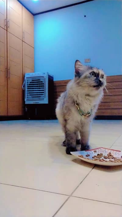 cat . .