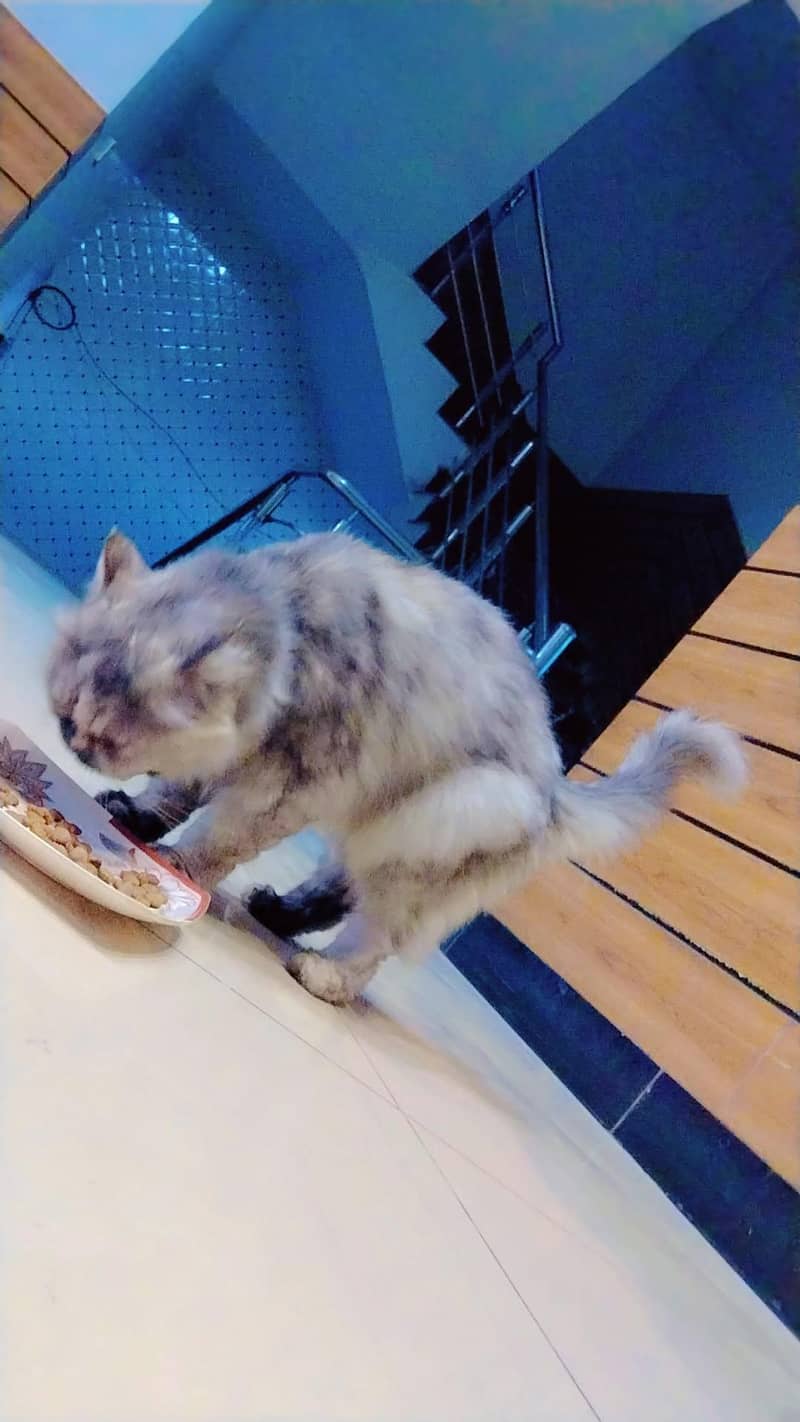 cat . . 1