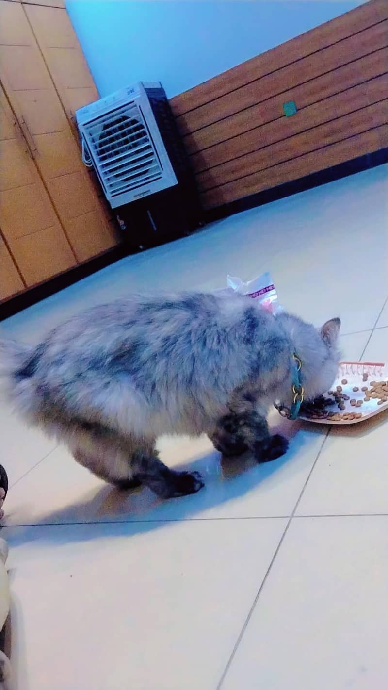 cat . . 2