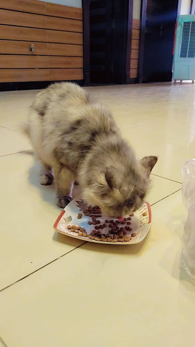 cat . . 3