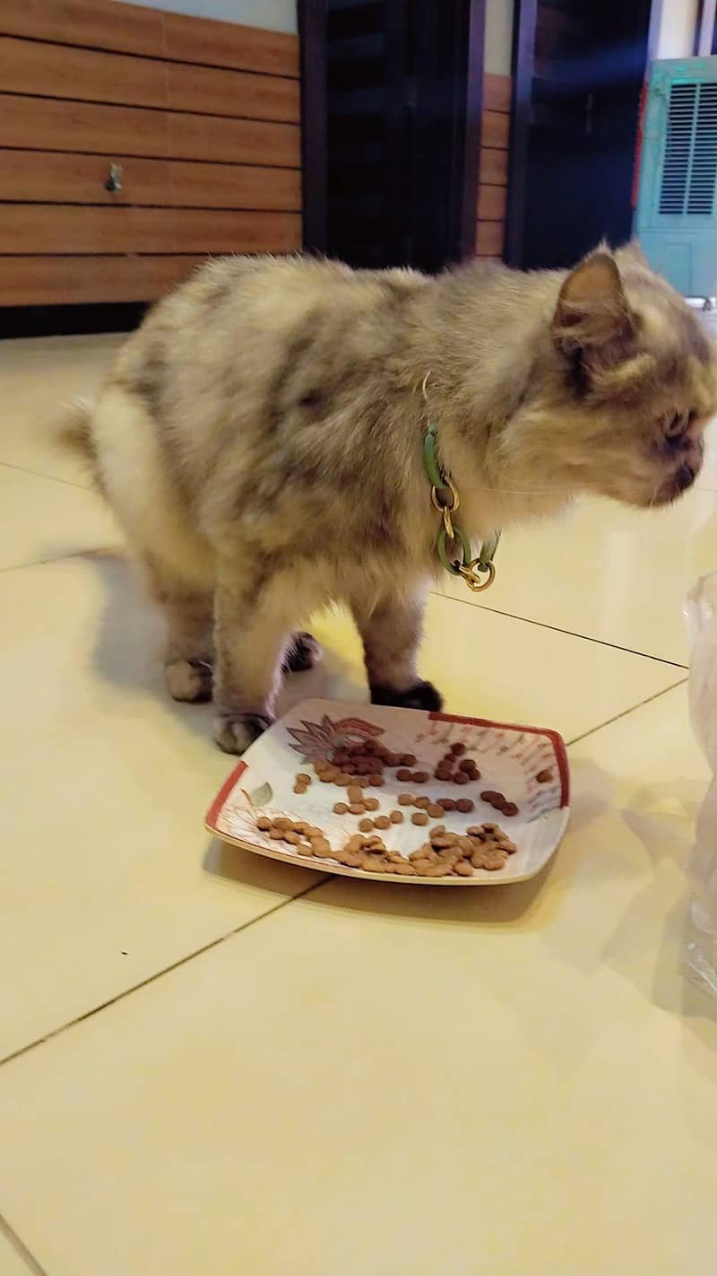 cat . . 4