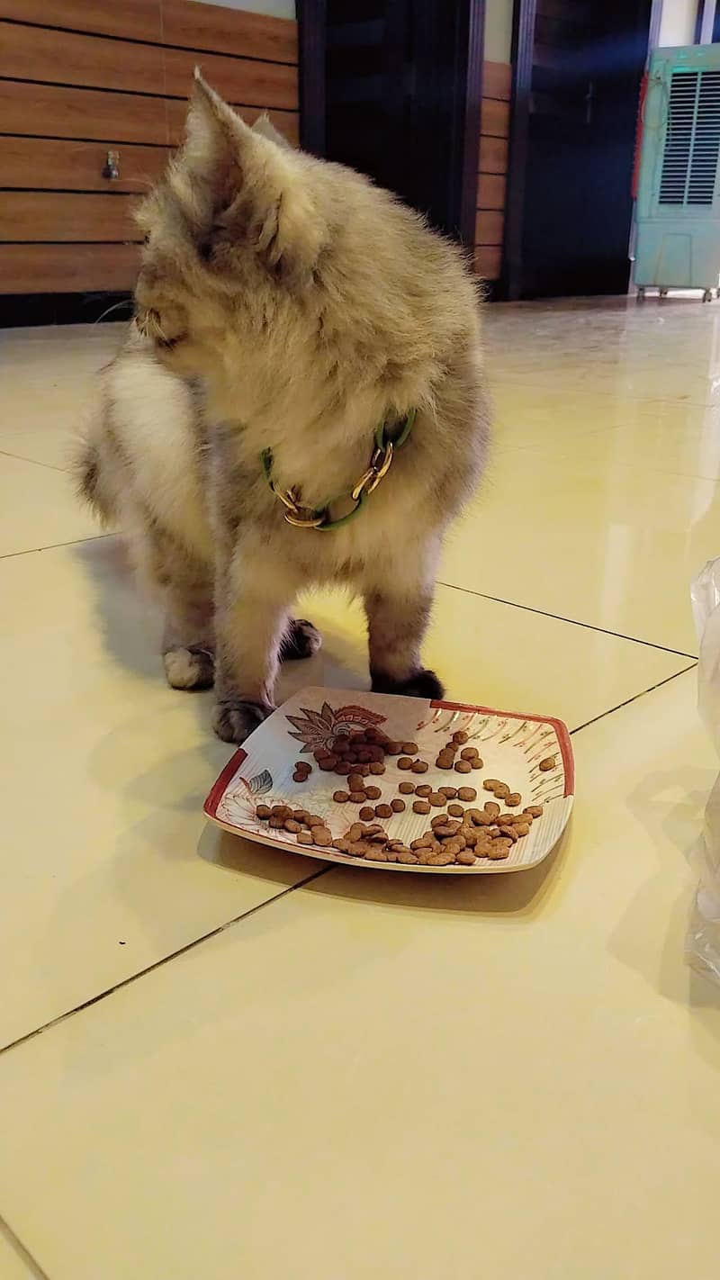 cat . . 5