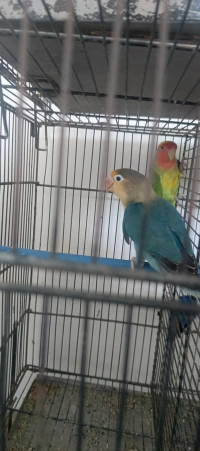2 Breeder Pair For Sale .