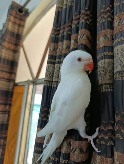 white RN handtame flytame bird