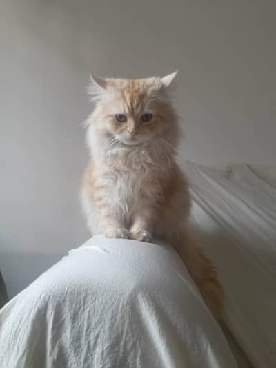 Persian Stud male