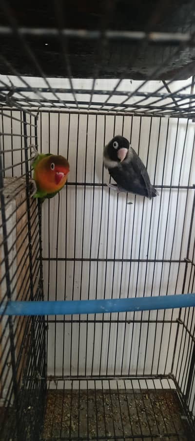 4 Breeder Pair For Sale .