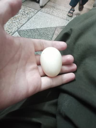 aseel black mushqi madi ke egg Hain fertile egg ha murga mushqa ha