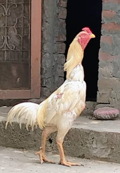 White Pakoye Male