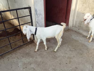 rajnpuri male