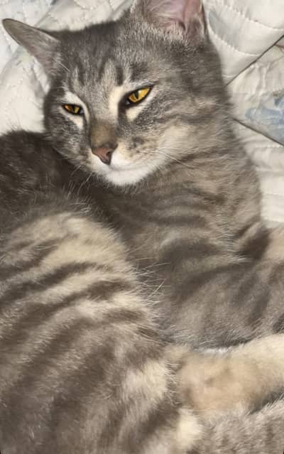 Persian cat for sale “urgent”