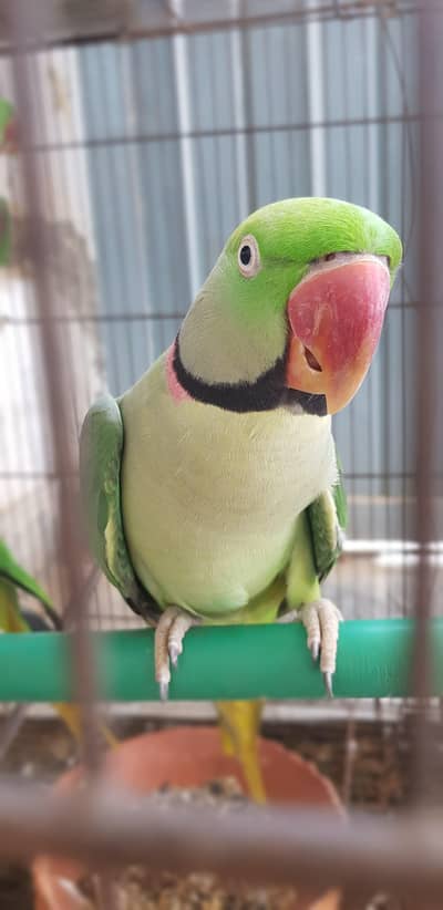 raaw parot