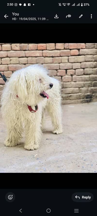 Russian dog for sale