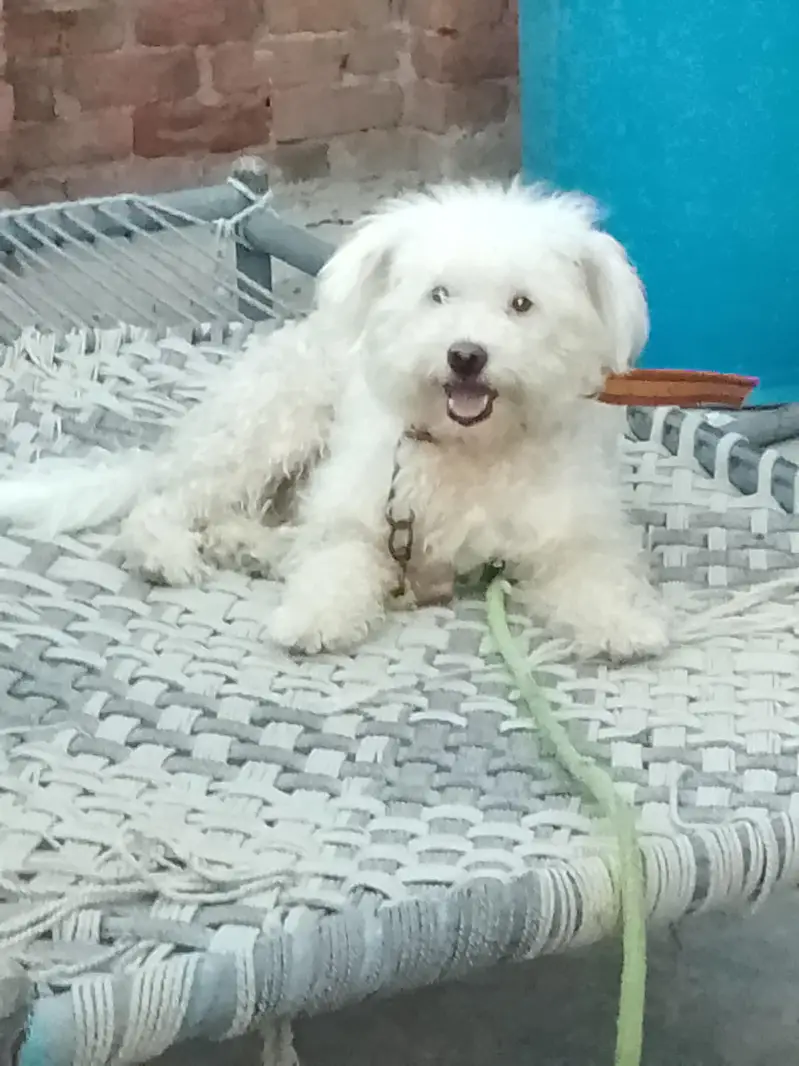 Russian dog for sale — photo 3