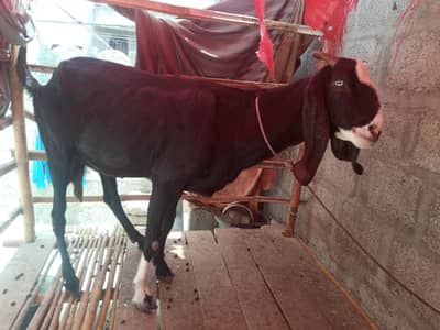 Punjabi nasal nagra or Bache piyour makki Cheena