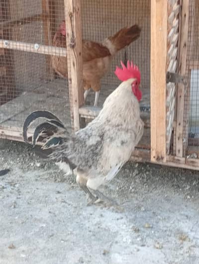 GOLDEN MISRI PAIR FOR SALE