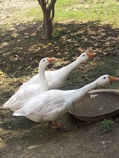 ducks