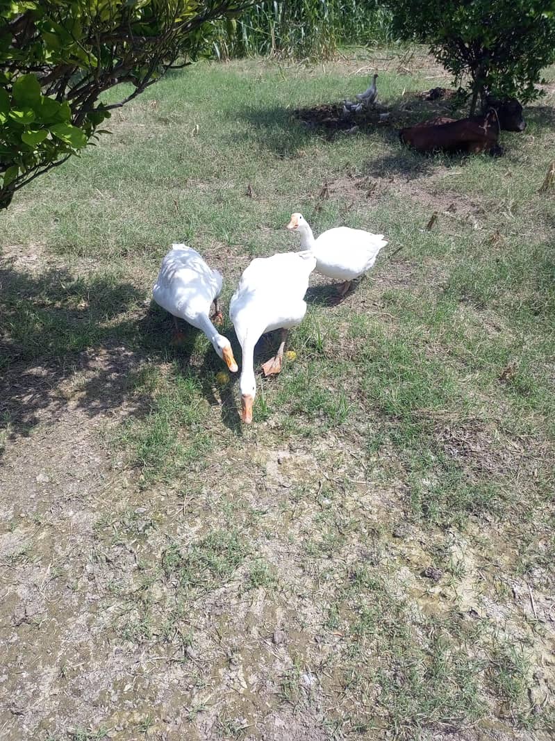 ducks 1