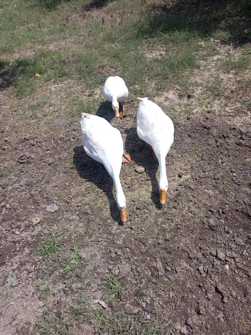 ducks 2