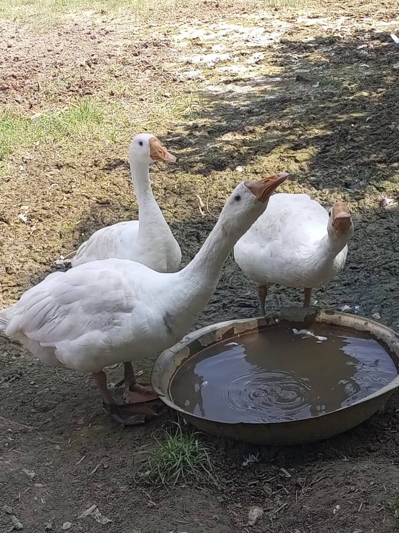 ducks 3
