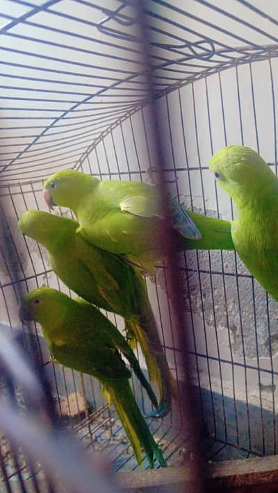 Ringneck Chicks 4 month Old