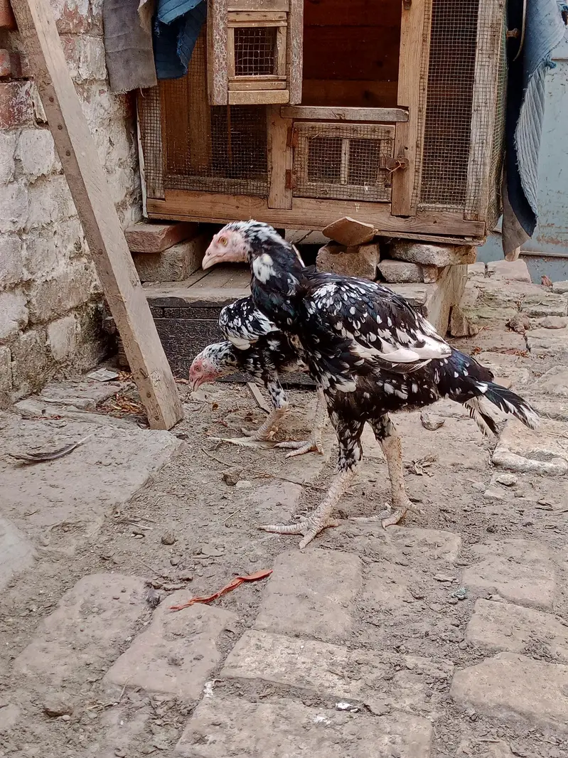 aseel madiyan for sale — photo 2
