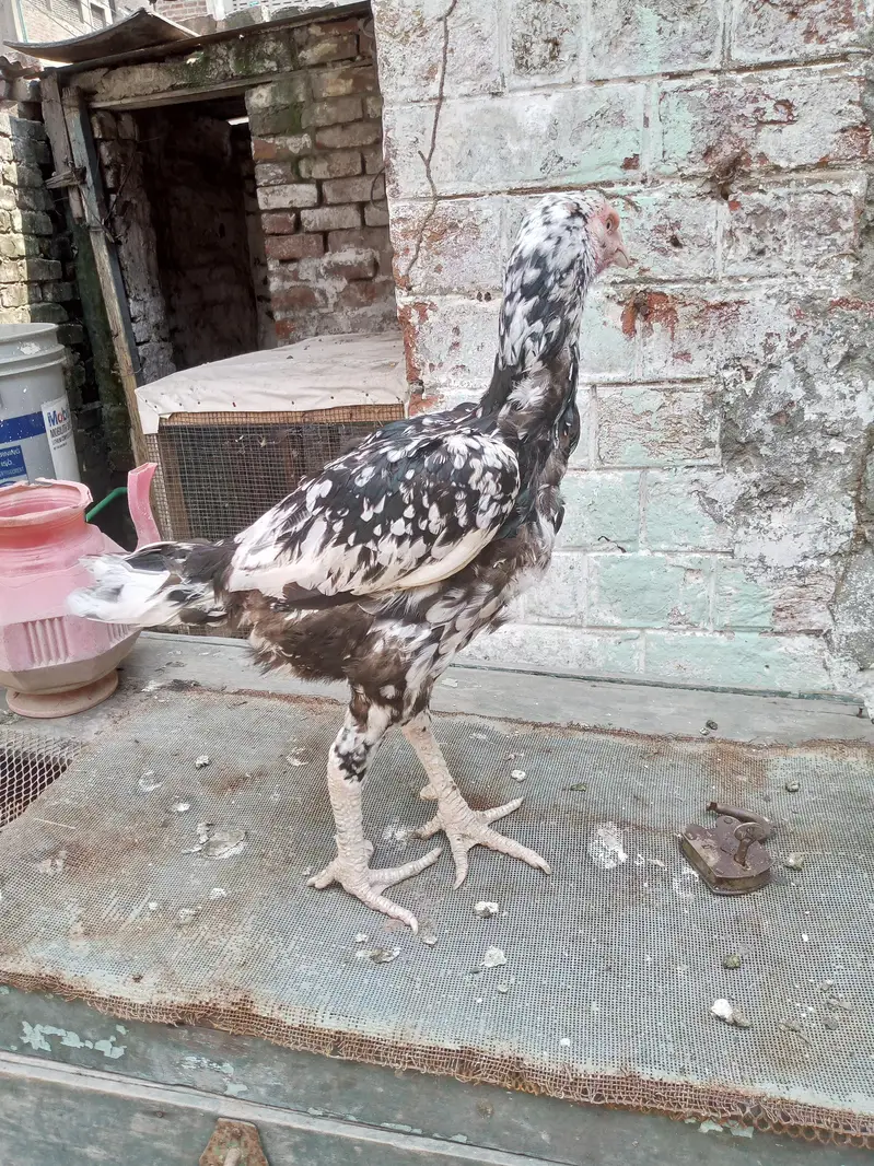 aseel madiyan for sale — photo 4